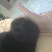 Photo #215224 de Bagheera