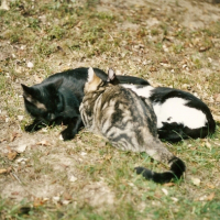 Photo #215228 de Titine