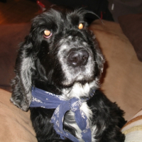 Photo #215231 de Thunder