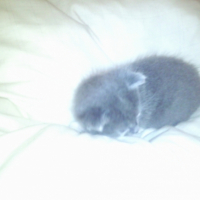Photo #215261 de Louloutte ou ma p'tite merdeuse!!!