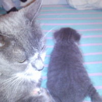 Photo #215263 de Louloutte ou ma p'tite merdeuse!!!
