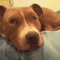 Photo #215283 de Elboy