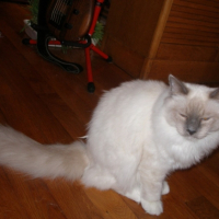 Photo #215306 de Elias