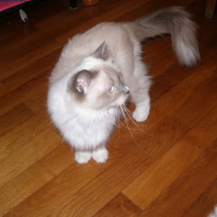 Photo #215307 de Dorémie