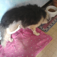 Photo #215308 de Tekila