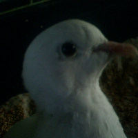 Photo #215319 de Coco