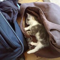 Photo #215332 de Daffy