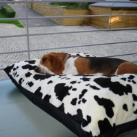 Photo #215346 de Lizzy