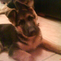 Photo #215354 de Emir