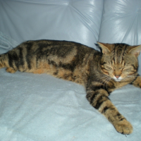 Photo #215372 de Topolino