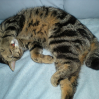 Photo #215378 de Chouchou