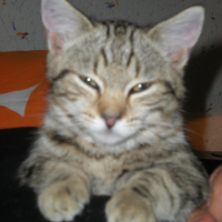 Photo #215392 de Galak