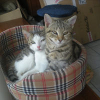 Photo #215393 de Galak