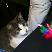 Photo #215457 de Ptit truc