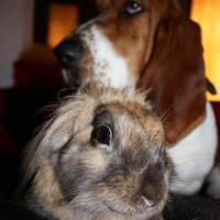 Photo #215482 de Pimpom