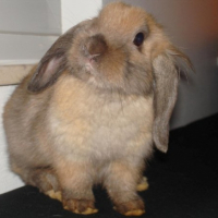 Photo #215484 de Pimpom