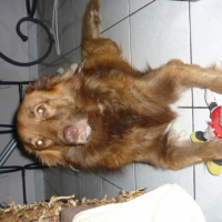 Photo #215490 de Topaze