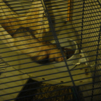Photo #215496 de Pepsy