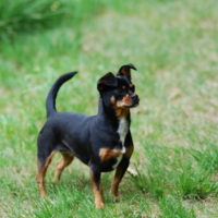 Photo #215502 de Vanille