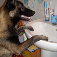 faut que je brosse mes quenottes mais avant, la priére du chien