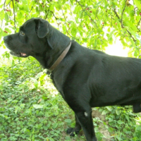 Photo #215526 de Reglisse