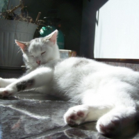 Photo #215544 de Khéops