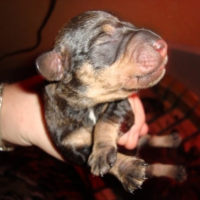 Chiots