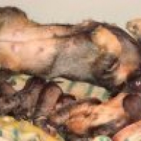 Photo #215625 de Chiots de denfer 