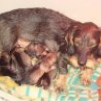 Photo #215626 de Chiots de denfer 