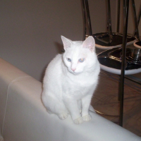 Photo #215700 de Blanchette