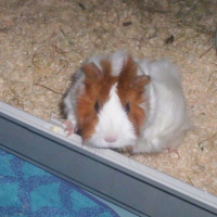 Photo #215722 de Surprise