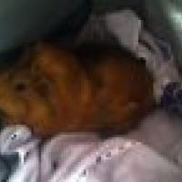 Photo #215724 de Roxana