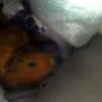 Photo #215725 de Roxana