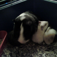 Photo #215730 de Choupinette