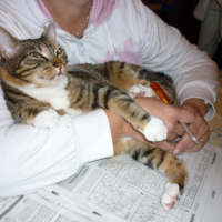 Photo #215797 de Chipi
