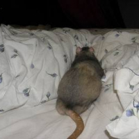 Photo #215802 de Tac 