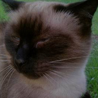 Photo #215813 de Youky
