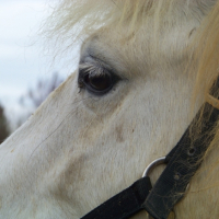 Photo #215826 de Bijou