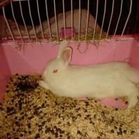 Photo #215853 de Pinpin