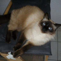 Photo #215900 de Bouba