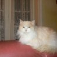 Photo #215907 de Bouboule