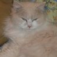 Photo #215908 de Bouboule