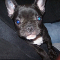 Photo #215910 de Walle