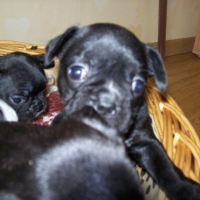 Photo #215920 de Mes petits chiots
