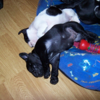 Photo #215921 de Mes petits chiots