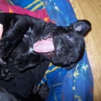 Photo #215922 de Mes petits chiots