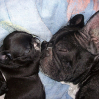 Photo #215923 de Mes petits chiots