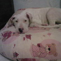 Photo #215932 de Diablo