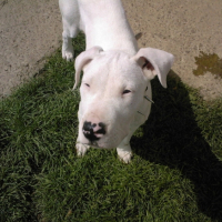 Photo #215933 de Diablo
