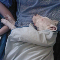 Photo #215935 de Diablo